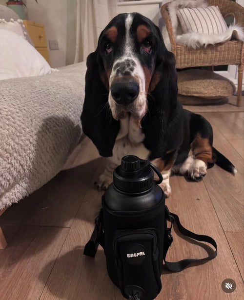 3 in 1 Wagpal water bottle dog portable